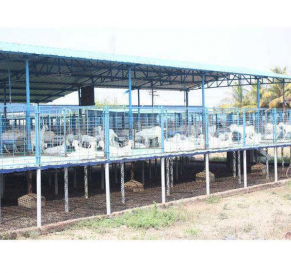 Desain Kandang Kambing Elit